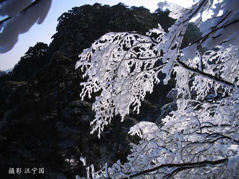 黄山雾淞 摄影 北海