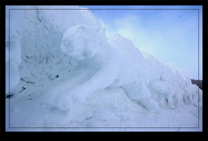 雪豹归林 摄影 岳桦