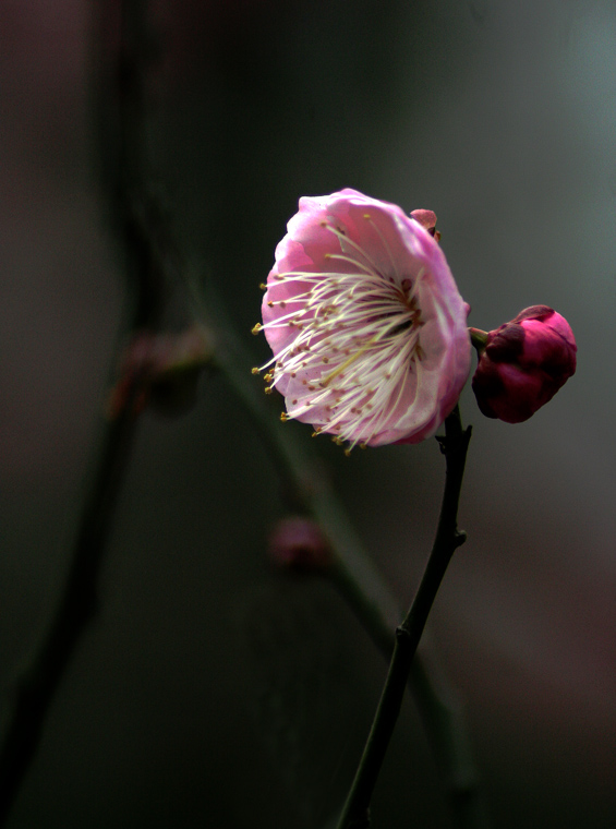 梅花 摄影 A寅