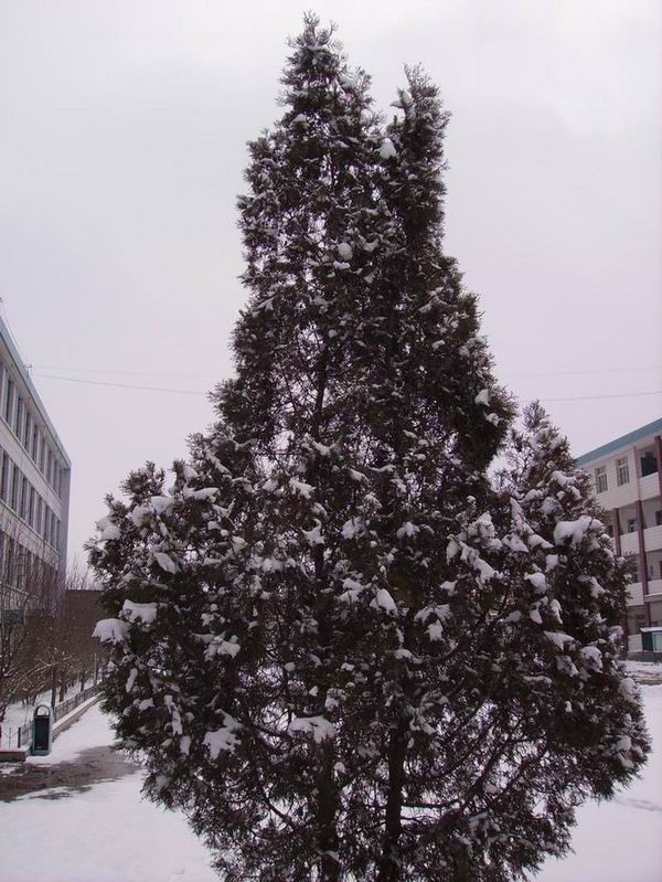 雪松 摄影 民和