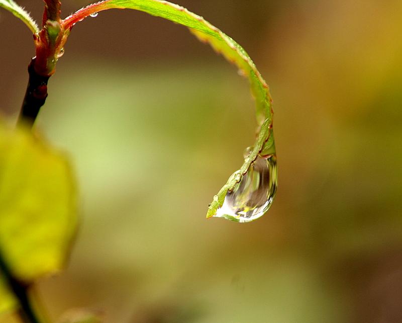 春雨 摄影 山村大夫