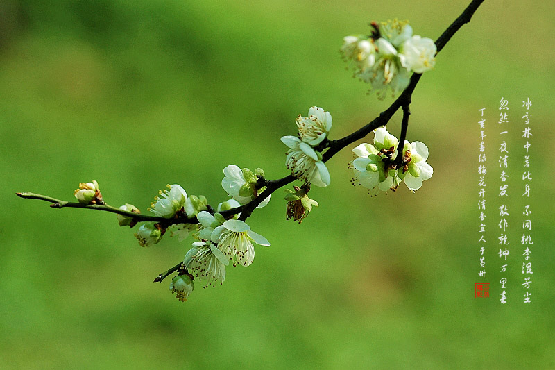 梅花 摄影 九点差一刻