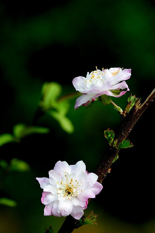 桃花 2 摄影 伊然