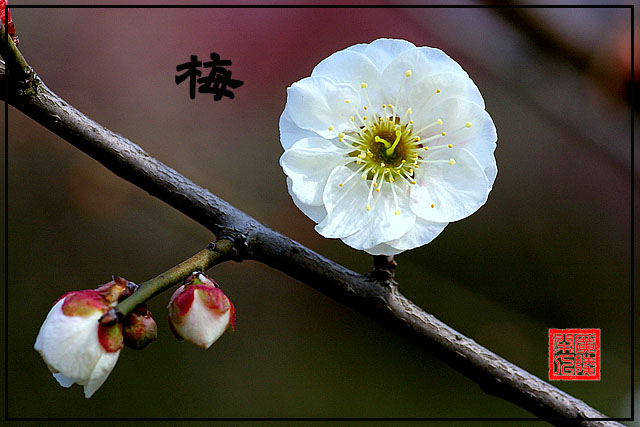 梅花 摄影 广陵闲人