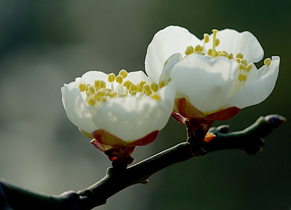 江南春早---梅花 摄影 xiaozhongsi