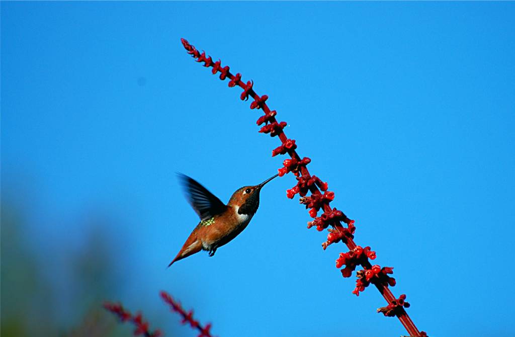 nature-265 摄影 fengsheng