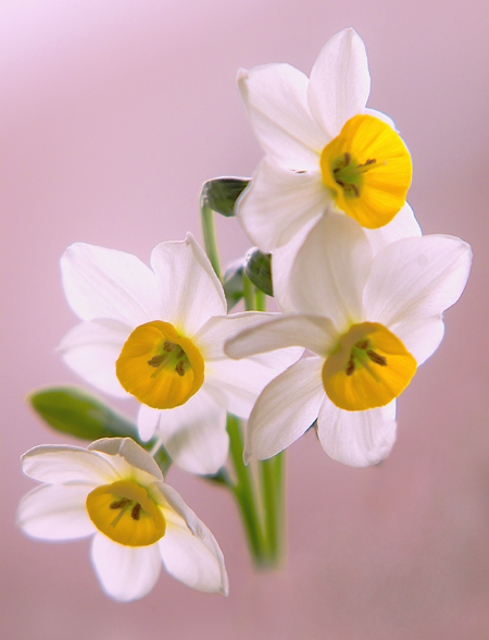 水仙花 摄影 huaying