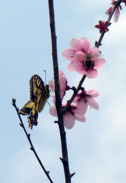 桃花朵朵开 摄影 sur128