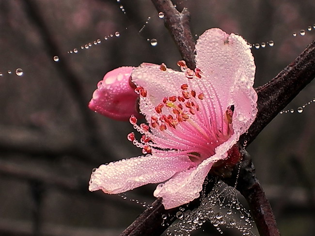 水晶桃花 摄影 风帆