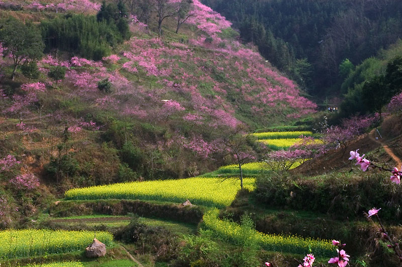 春暖花开 摄影 老杨头