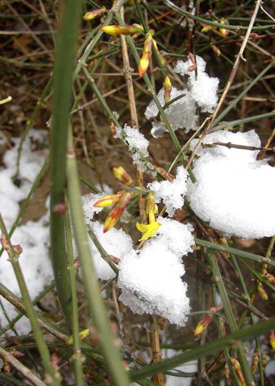 雪中迎春花 摄影 叮叮当当