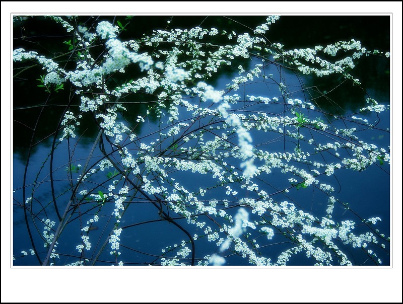 《花如雪》 摄影 陋室人