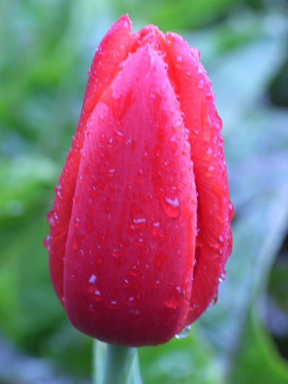 花露 摄影 宁静