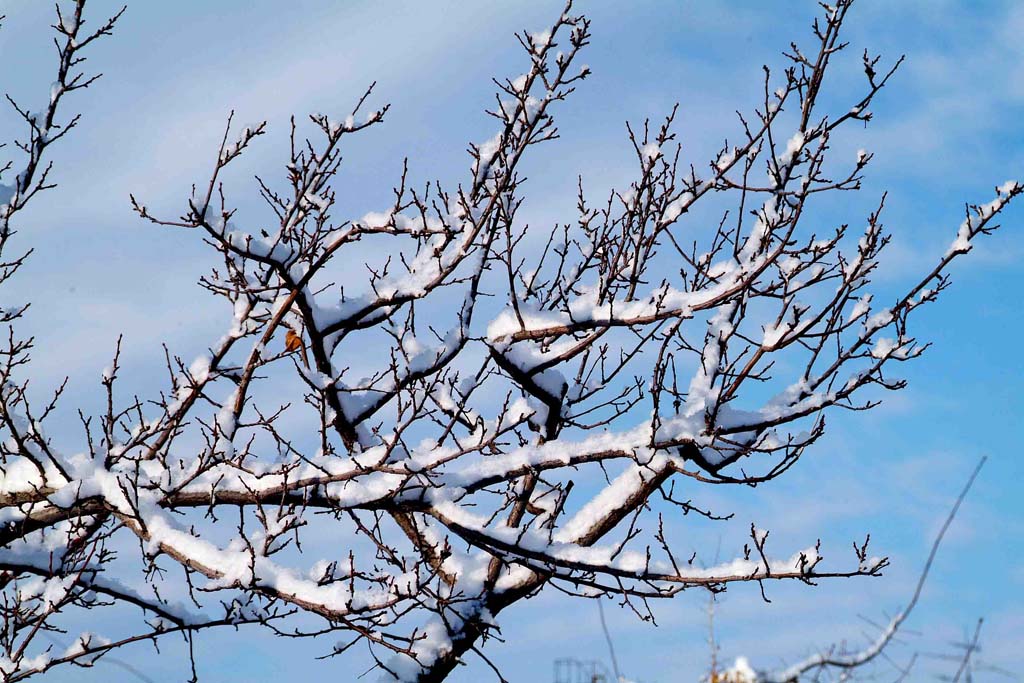 雪压枝头 摄影 xj阿新