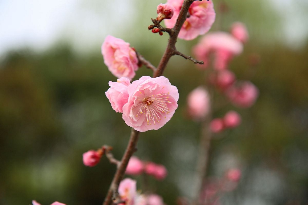 梅花 摄影 四季阳光