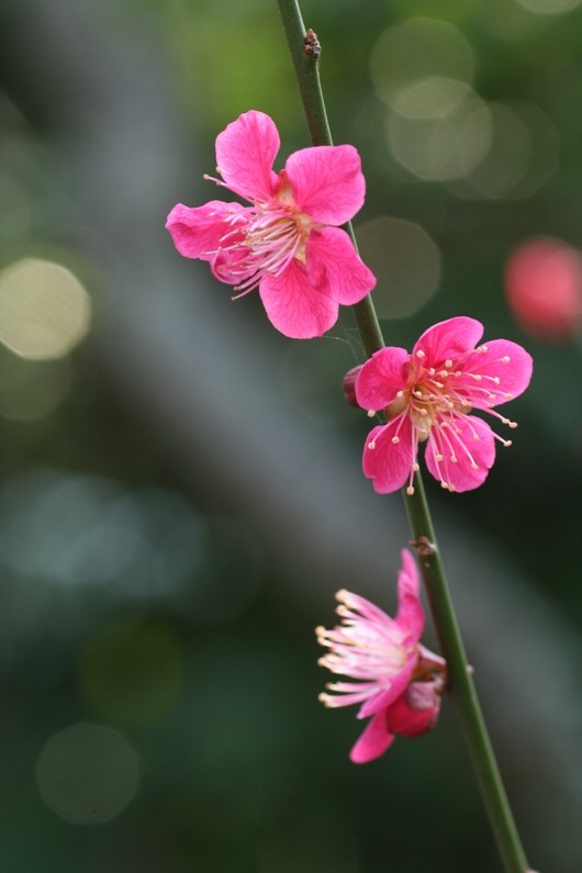 红梅 摄影 无名小花