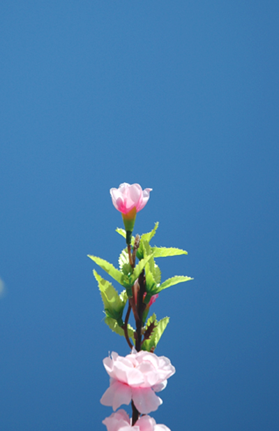 梅花 摄影 太空