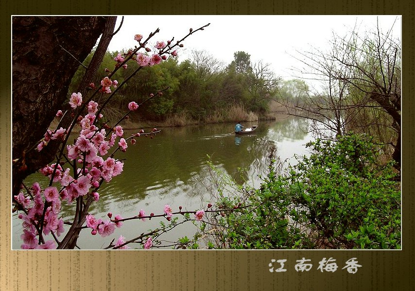 江南梅香 摄影 文竹细雨