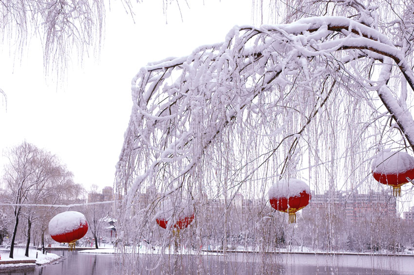 北京的春雪 摄影 张超