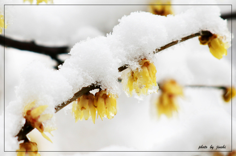 雪润腊梅香愈浓 摄影 金石001