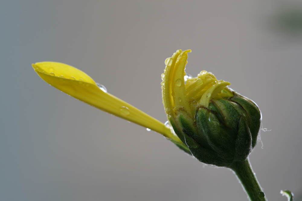 菊花 摄影 大老广