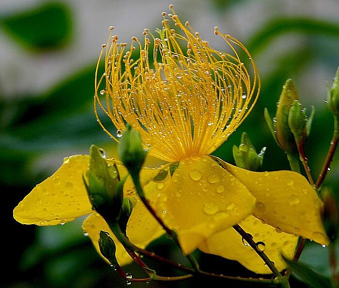 金丝桃花 摄影 梅花