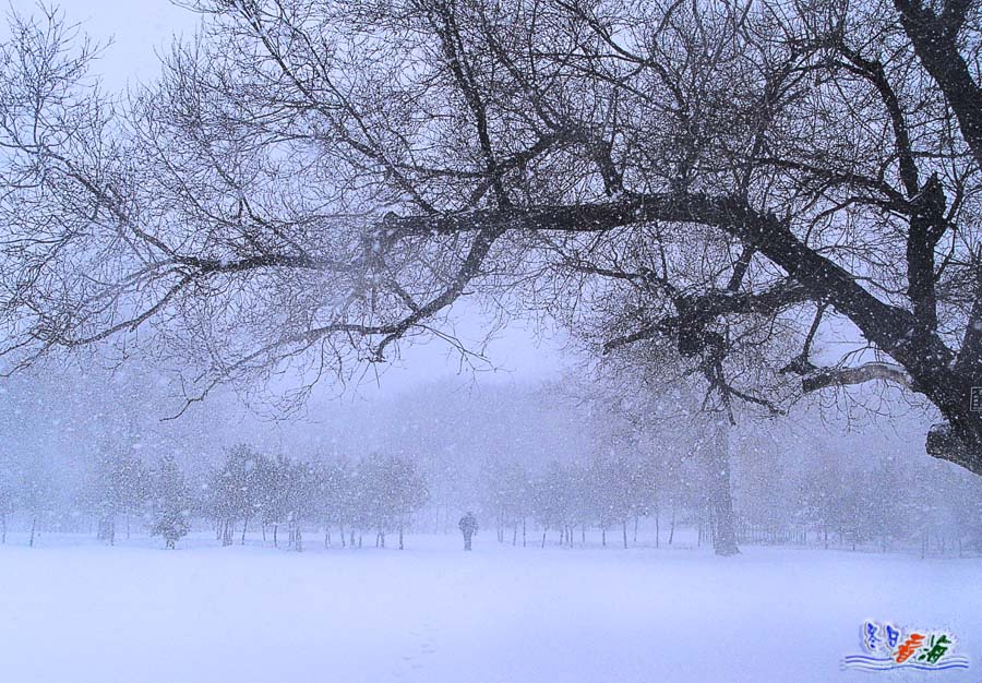 独行风雪中 摄影 冬日看海