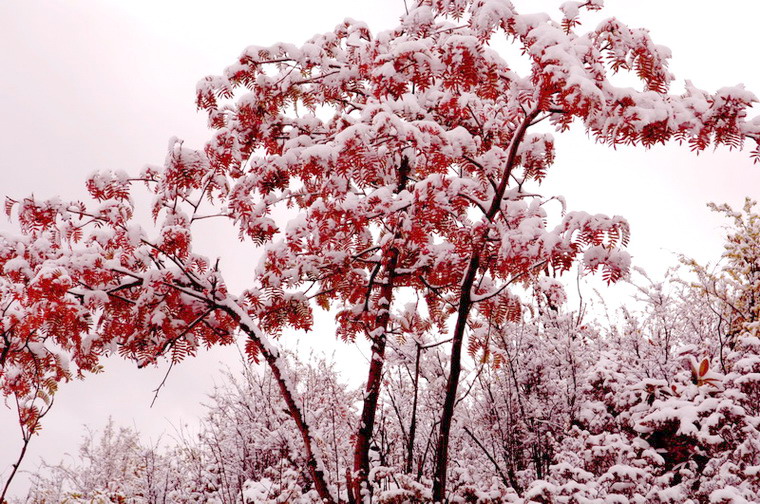 初雪压红叶 摄影 正先