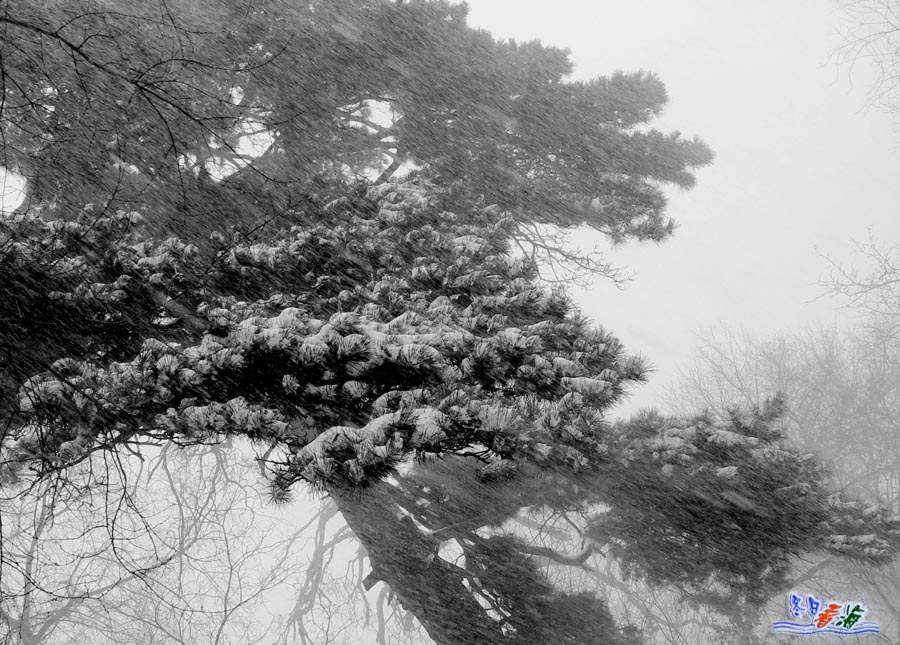 迎风傲雪 摄影 冬日看海