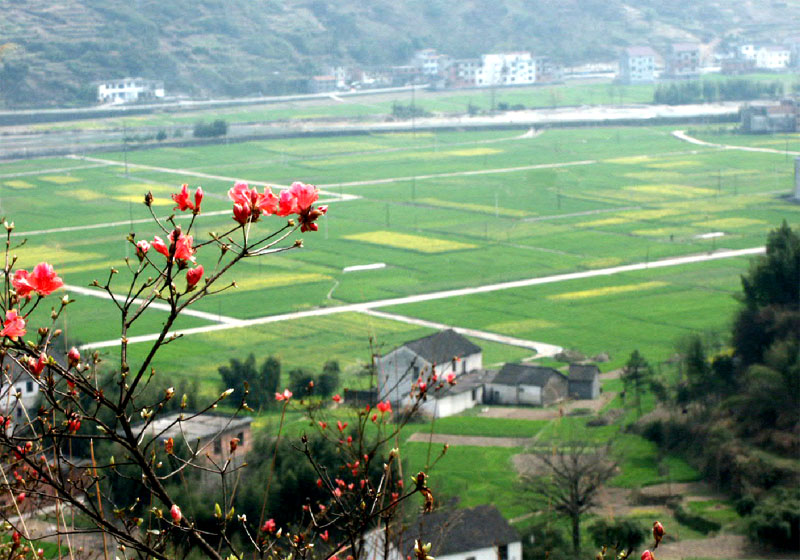 江南春来早 摄影 林雨