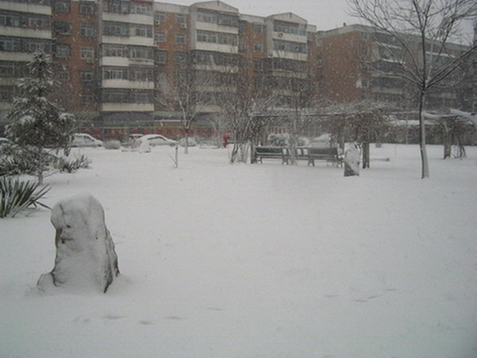 三月雪（２） 小区花园一角 摄影 与月同辉