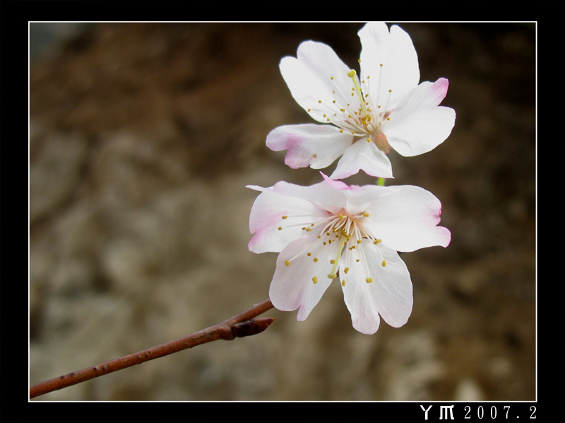 野樱桃花 摄影 丫爪