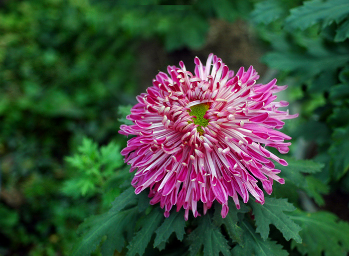 秋菊50 摄影 东方江