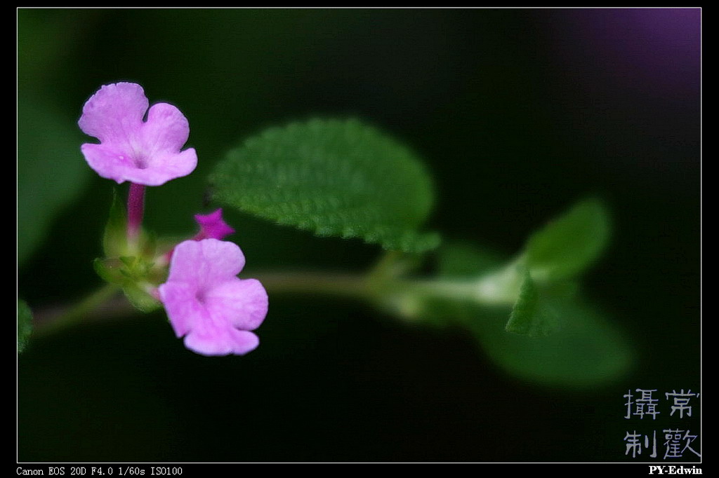 小花 摄影 pyedwin