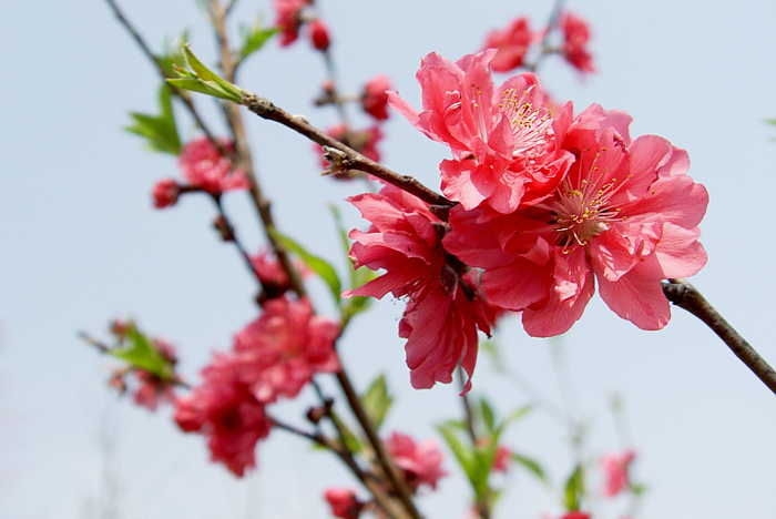 桃花02 摄影 老AO