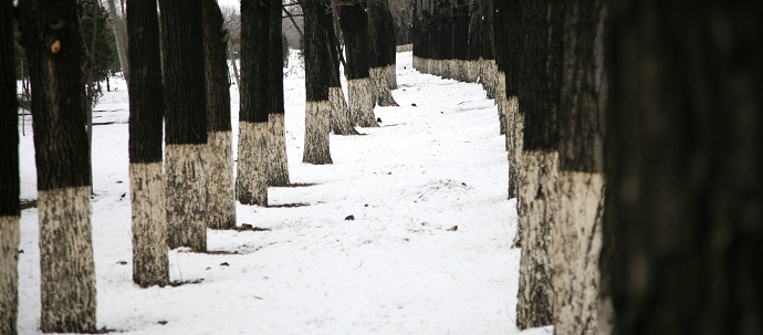 黑树干与雪 摄影 子戎