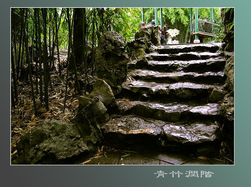 青竹润阶 摄影 文竹细雨