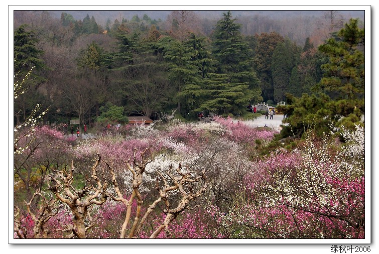 南京梅花山 摄影 绿秋叶2006