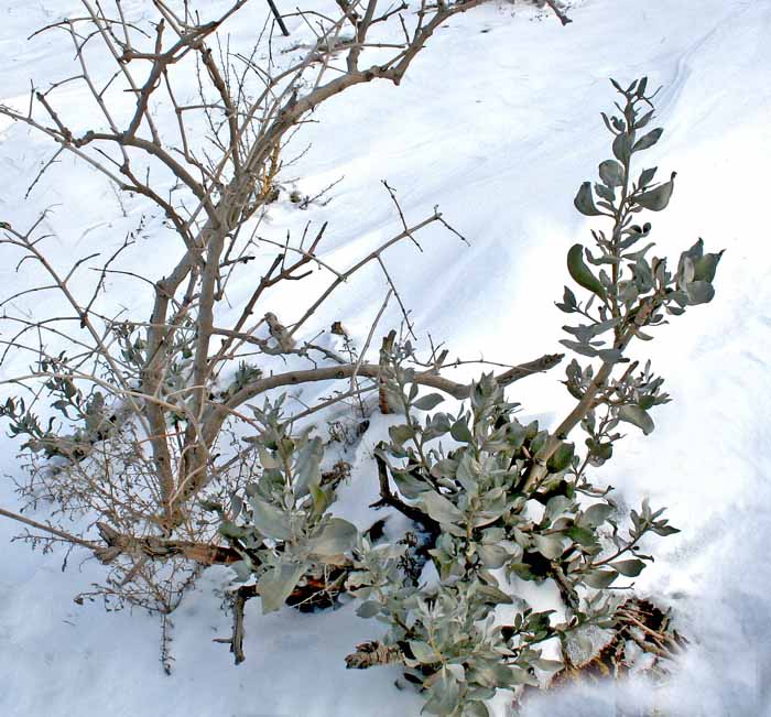 冬青恋雪 摄影 蓝色星雨