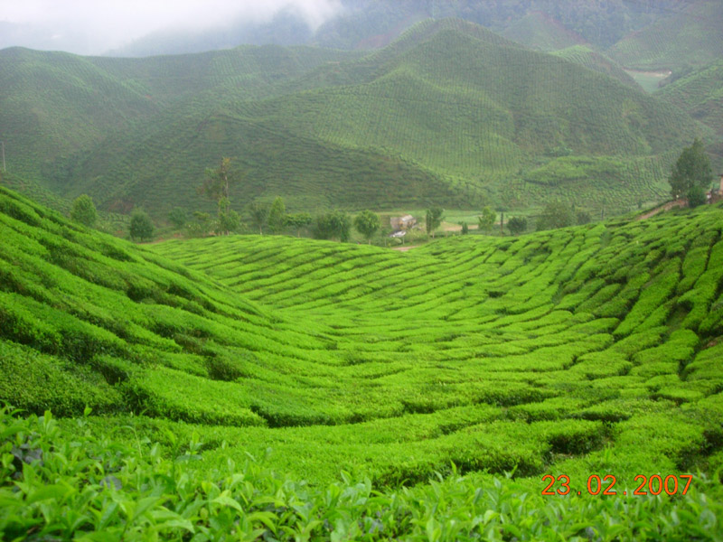 茶園 摄影 小羊看世界