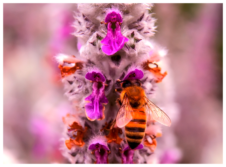 蜂与花 摄影 einstan
