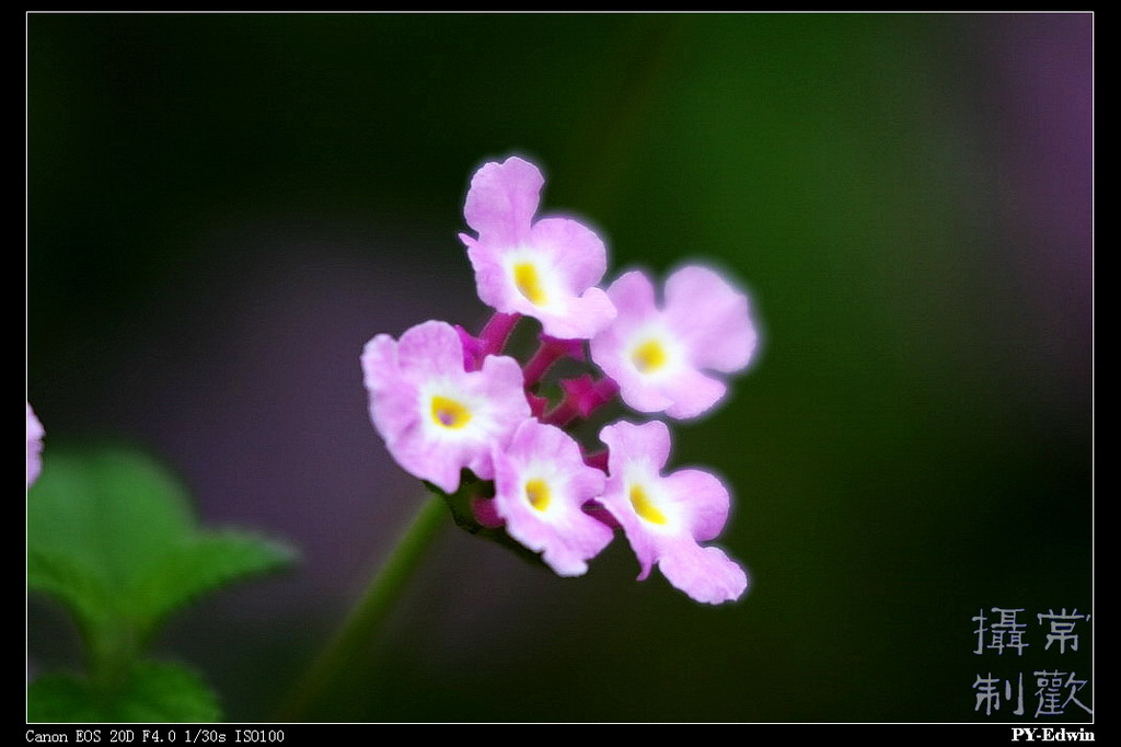 花韵 摄影 pyedwin