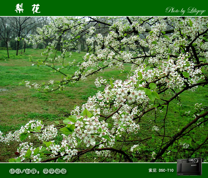 千树万树梨花开 摄影 丽丽格格