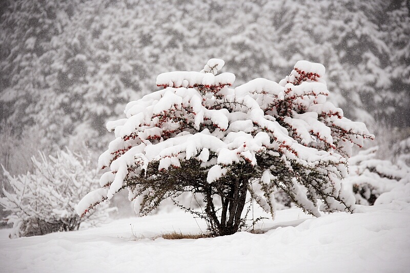 红艳染雪 摄影 nanoball