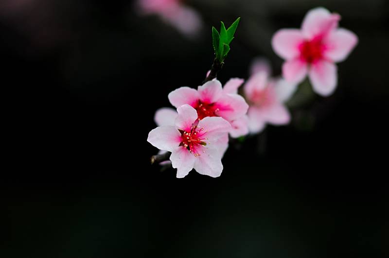 桃花闹春4 摄影 弈天