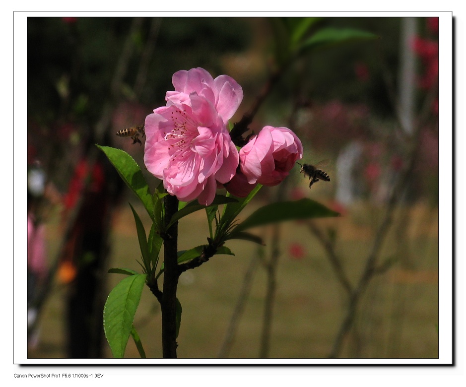 蜜蜂与桃花 摄影 老贵