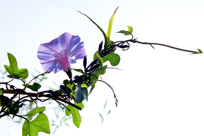 牵牛花01 摄影 老AO