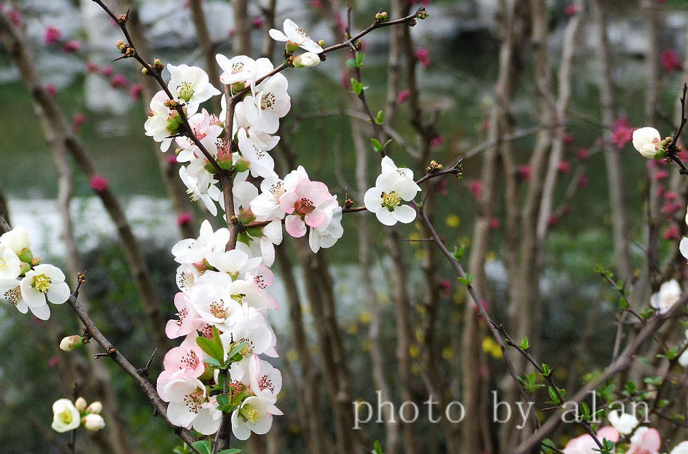 花团锦簇b 摄影 麦仙鱼