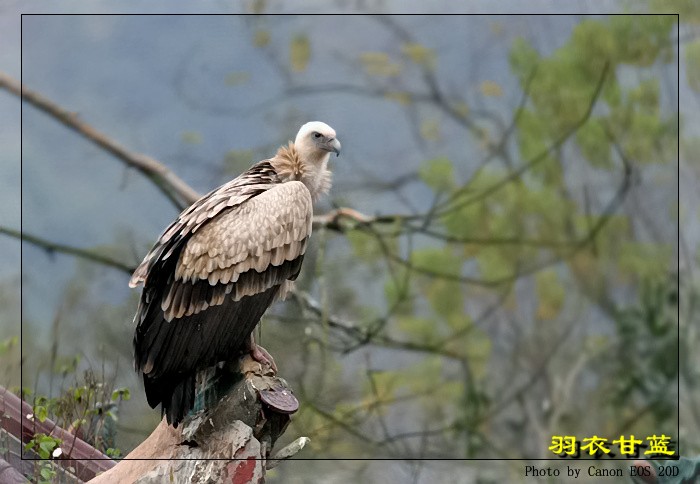 高山兀鹫 摄影 玄鸟