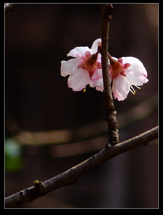 樱桃花 摄影 sunrise2006